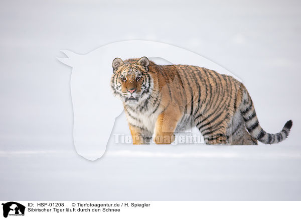 Sibirischer Tiger luft durch den Schnee / HSP-01208