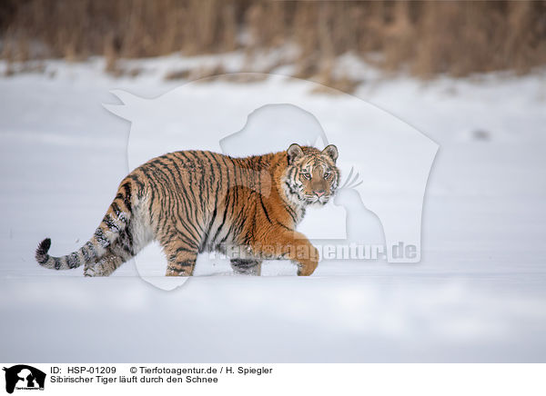 Sibirischer Tiger luft durch den Schnee / HSP-01209