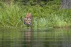 Amurtiger im Wasser