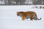 Sibirischer Tiger luft durch den Schnee