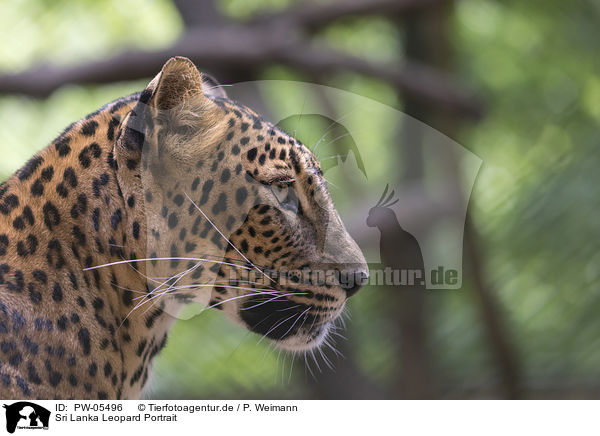 Sri Lanka Leopard Portrait / PW-05496