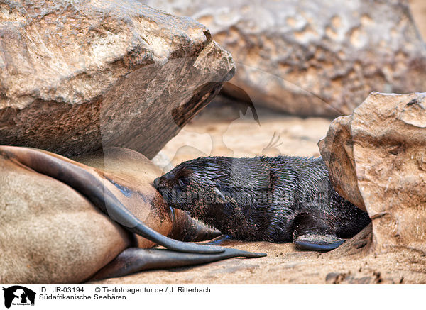 Sdafrikanische Seebren / Australian fur seals / JR-03194