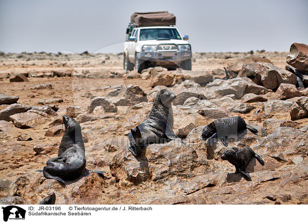 Sdafrikanische Seebren / Australian fur seals / JR-03196