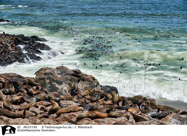 Sdafrikanische Seebren / Australian fur seals / JR-03199