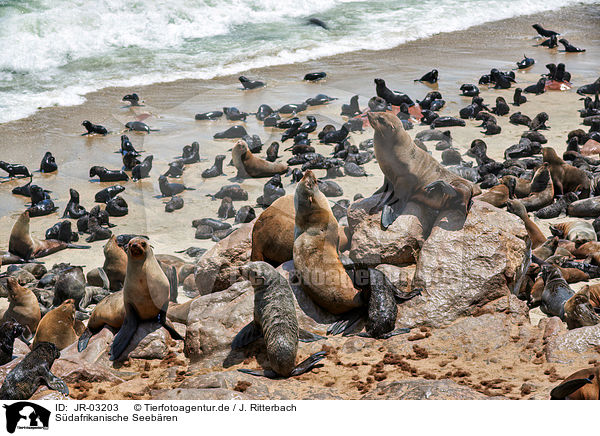 Sdafrikanische Seebren / Australian fur seals / JR-03203