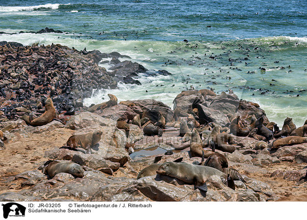 Sdafrikanische Seebren / Australian fur seals / JR-03205
