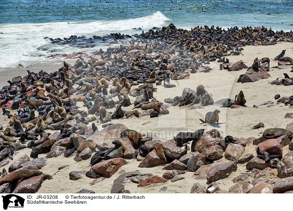 Sdafrikanische Seebren / Australian fur seals / JR-03208