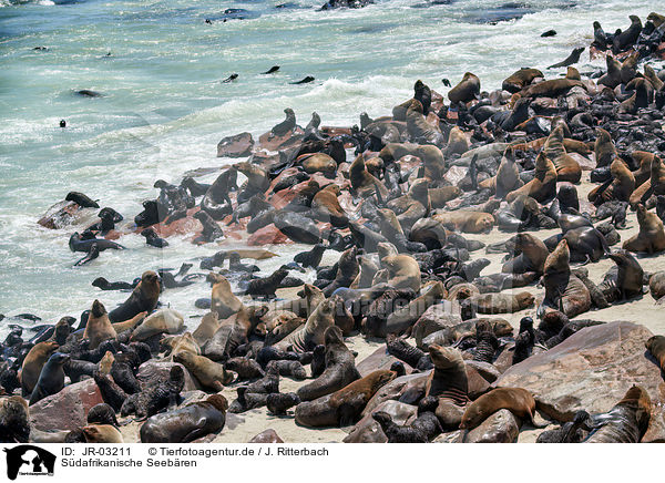 Sdafrikanische Seebren / Australian fur seals / JR-03211