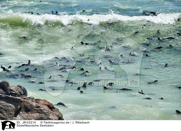 Sdafrikanische Seebren / Australian fur seals / JR-03214