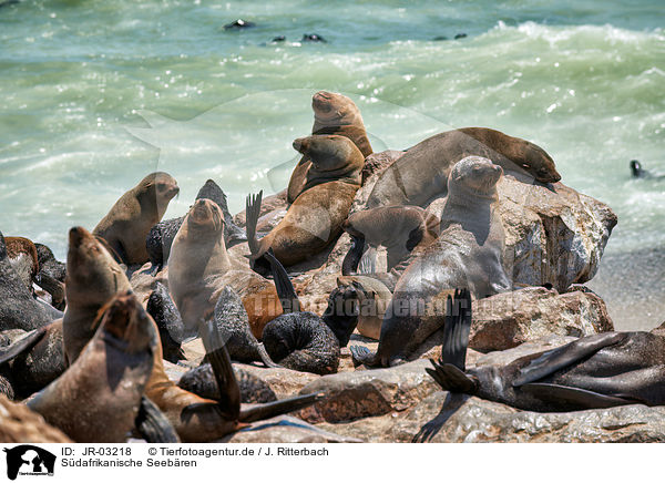 Sdafrikanische Seebren / Australian fur seals / JR-03218