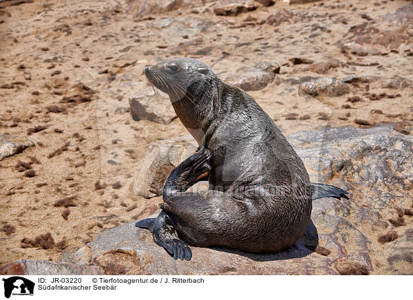 Sdafrikanischer Seebr / Australian fur seal / JR-03220