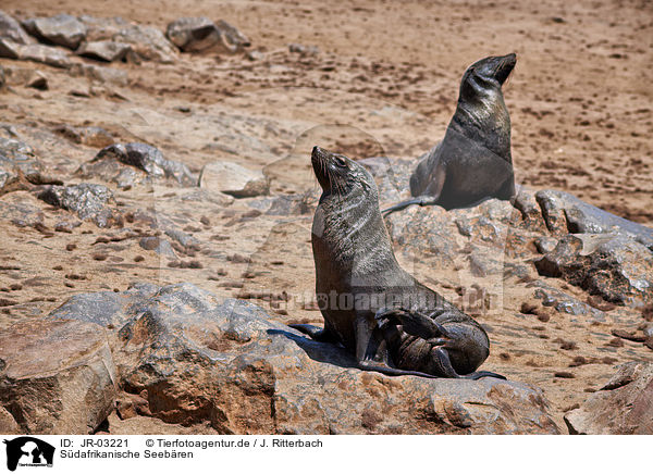 Sdafrikanische Seebren / Australian fur seals / JR-03221