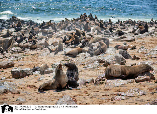 Sdafrikanische Seebren / Australian fur seals / JR-03225