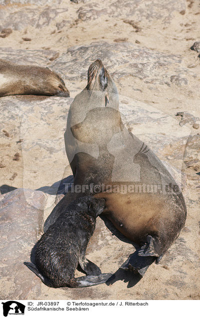 Sdafrikanische Seebren / Australian Fur Seals / JR-03897
