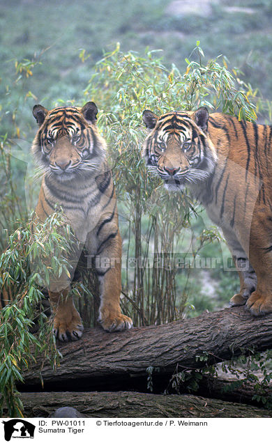 Sumatra Tiger / PW-01011