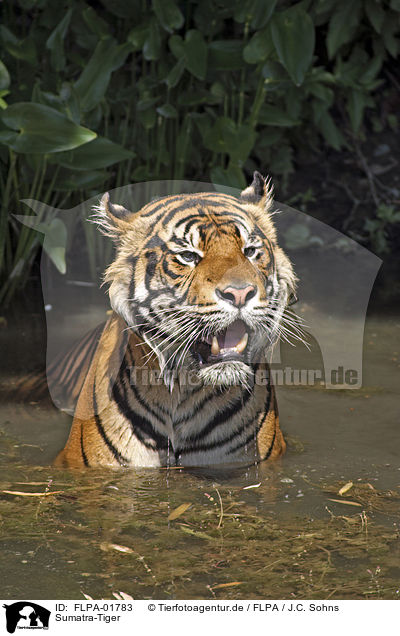 Sumatra-Tiger / FLPA-01783