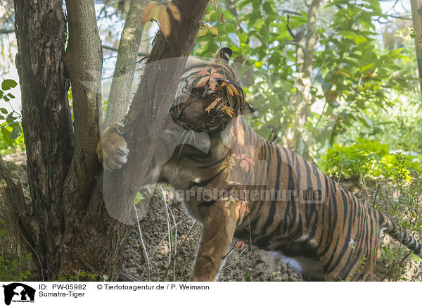 Sumatra-Tiger / PW-05982