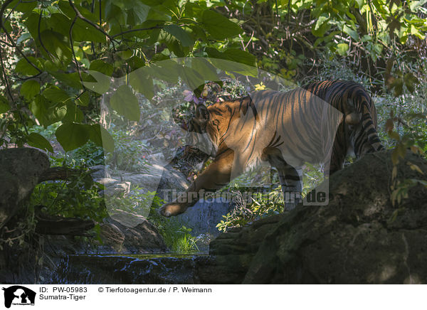 Sumatra-Tiger / PW-05983