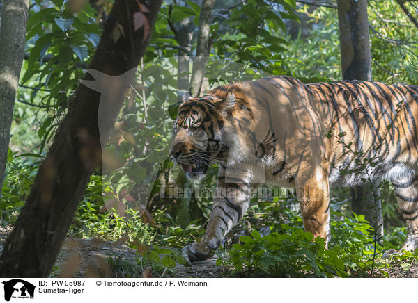 Sumatra-Tiger / PW-05987