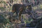 laufender Sumatra-Tiger