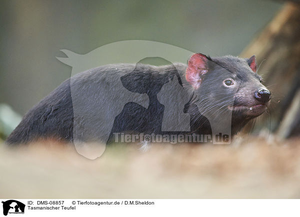Tasmanischer Teufel / DMS-08857