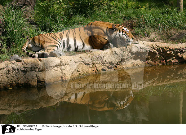 schlafender Tiger / sleeping tiger / SS-00211