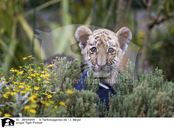 junger Tiger Portrait / Tiger cub portrait / JM-04944