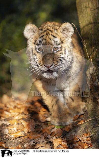 junger Tiger / young Tiger / JM-04945