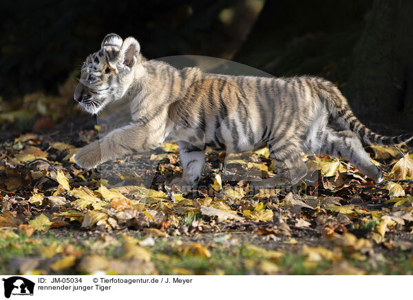 rennender junger Tiger / running tiger cub / JM-05034