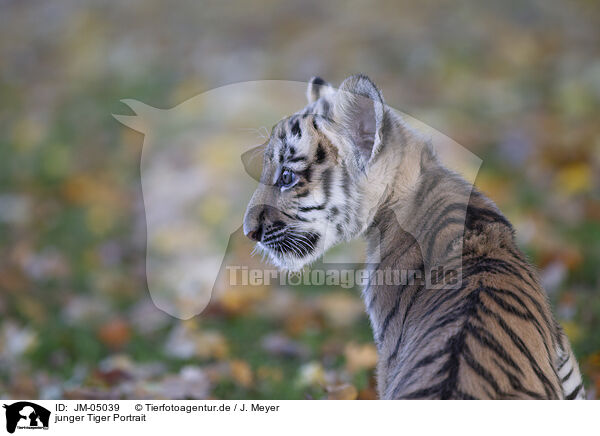 junger Tiger Portrait / Tiger cub portrait / JM-05039