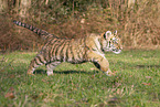 rennender junger Tiger