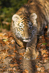 junger Tiger