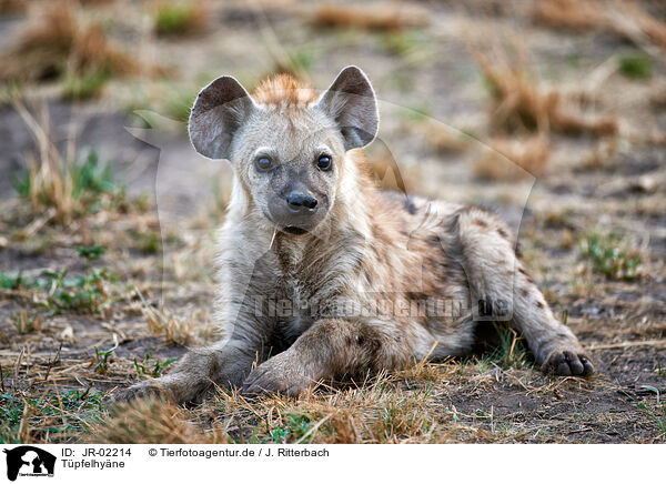 Tpfelhyne / spotted hyena / JR-02214
