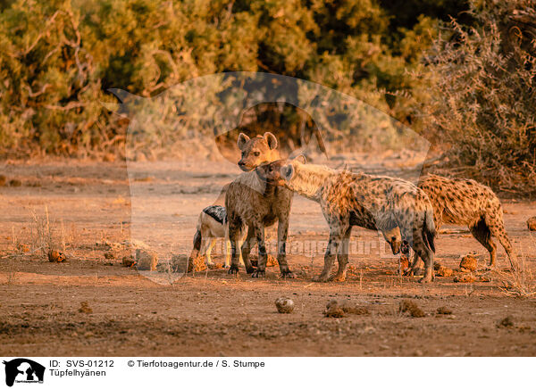 Tpfelhynen / spotted hyenas / SVS-01212