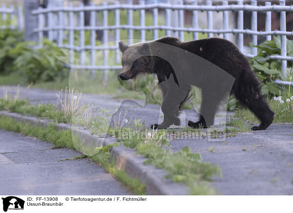 Ussuri-Braunbr / Ussuri brown bear / FF-13908