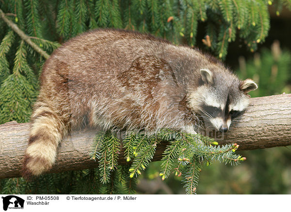 Waschbr / northern raccoon / PM-05508
