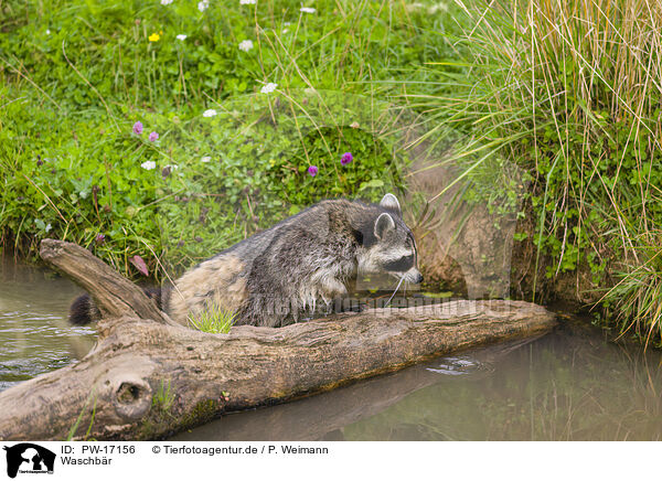 Waschbr / northern raccoon / PW-17156