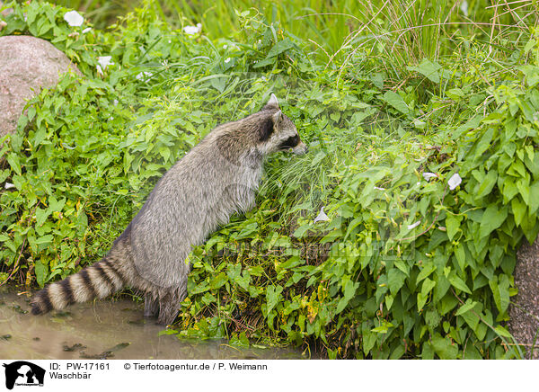 Waschbr / northern raccoon / PW-17161