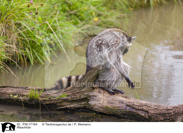 Waschbr / northern raccoon / PW-17164