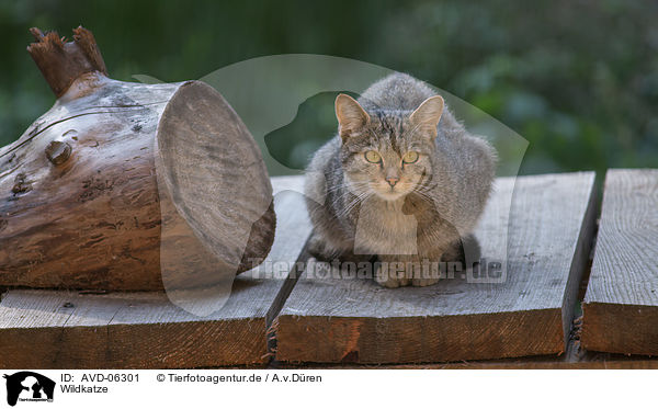 Wildkatze / AVD-06301