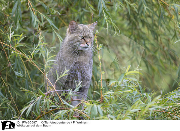 Wildkatze auf dem Baum / wildcat on the tree / PW-05597
