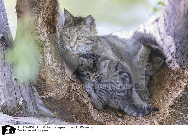 Wildkatze mit Jungen / wildcat with babies / PW-05604