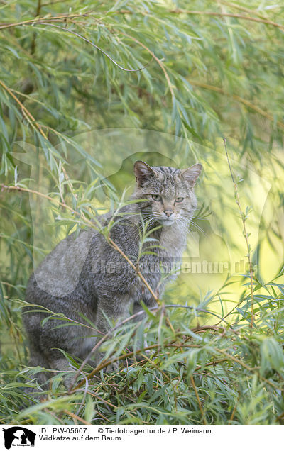 Wildkatze auf dem Baum / wildcat on the tree / PW-05607