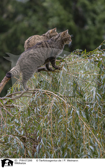 Wildkatze / Wildcat / PW-07286