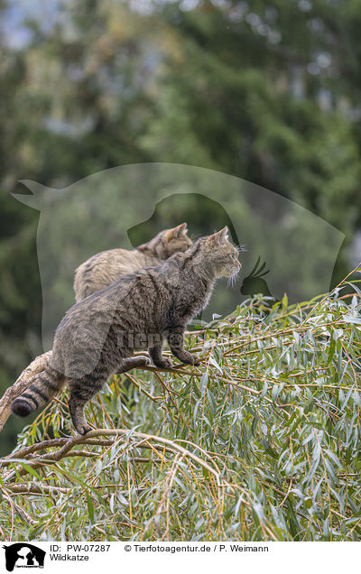 Wildkatze / PW-07287