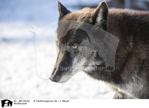Wolfshybrid / wolf hybrid / JM-19222