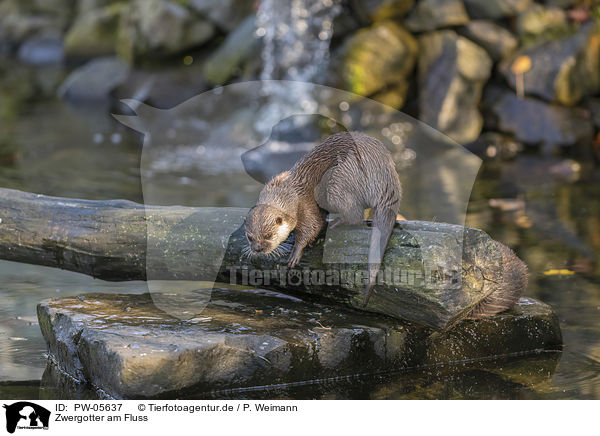 Zwergotter am Fluss / Asian small-clawed otter on the river / PW-05637