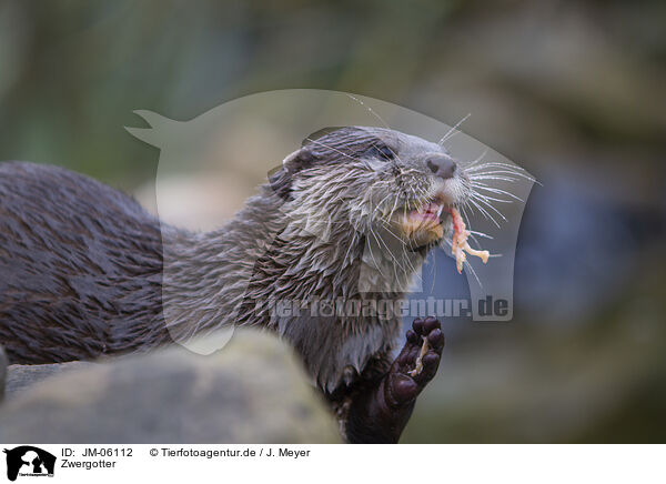 Zwergotter / Asian small-clawed otter / JM-06112
