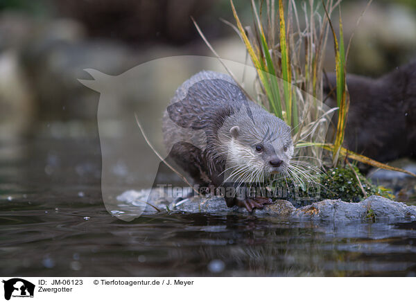 Zwergotter / Asian small-clawed otter / JM-06123