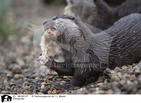 Zwergotter / Asian small-clawed otter / JM-06127